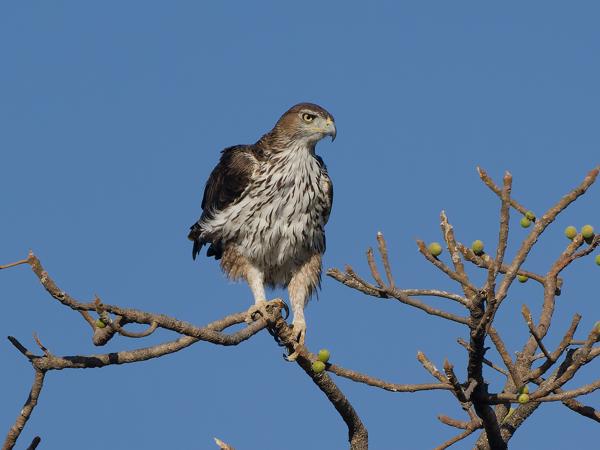Bonelli's eagle (Aquila fasciata)
